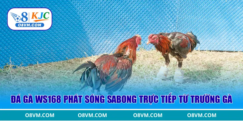 Đá gà WS168 phát sóng Sabong trực tiếp từ trường gà