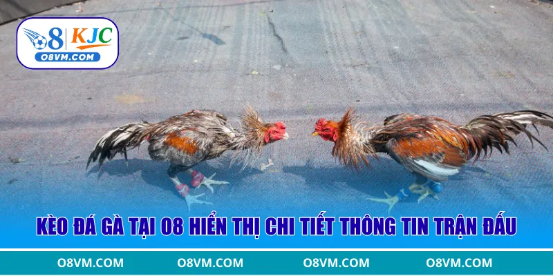Kèo đá gà tại O8 hiển thị chi tiết thông tin trận đấu