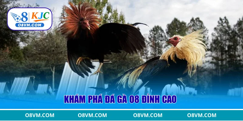 Khám phá đá gà O8 đỉnh cao 