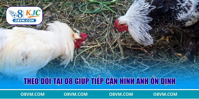 Theo dõi tại O8 giúp tiếp cận hình ảnh ổn định
