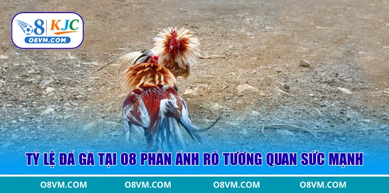 Tỷ lệ đá gà tại O8 phản ánh rõ tương quan sức mạnh 